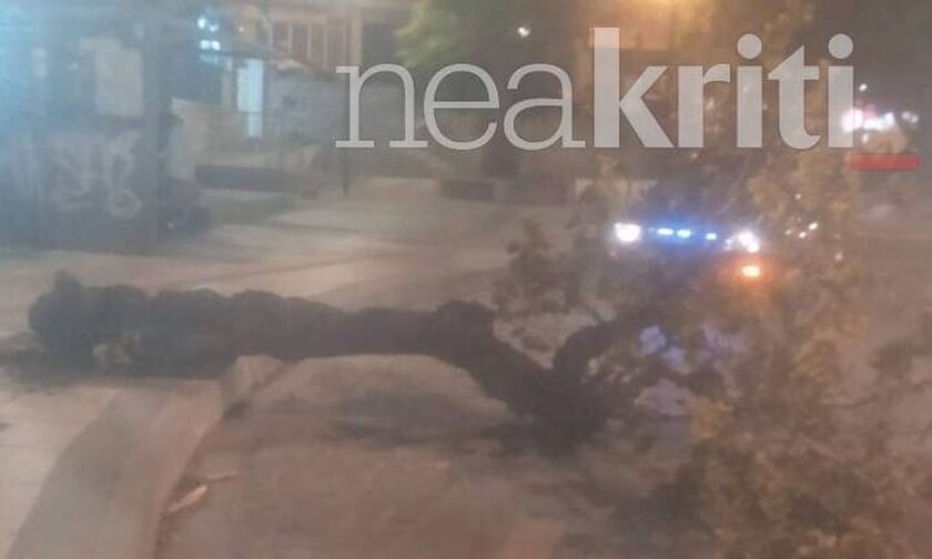 Παραλίγο τραγωδία στο Ηράκλειο: Δέντρο έπεσε δίπλα από διανομέα