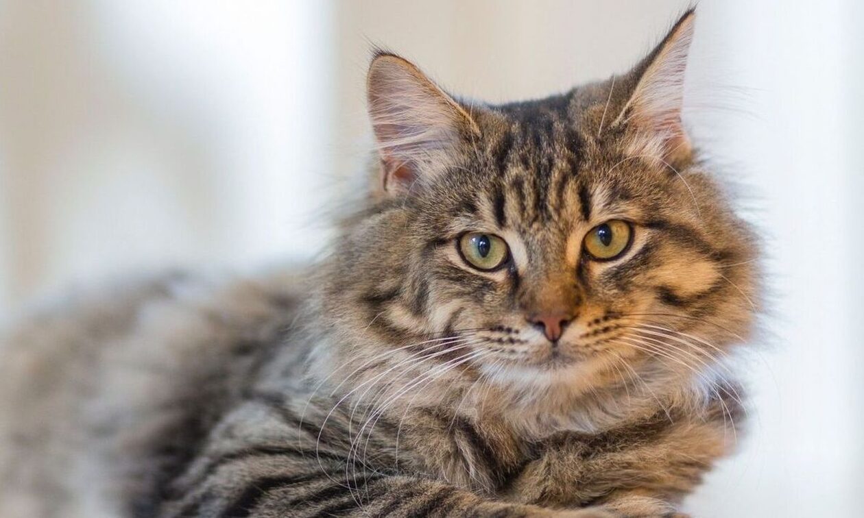 Γάτα βρέθηκε απαγχονισμένη με αυτοσχέδια θηλιά στον Άγιο Δημήτριο