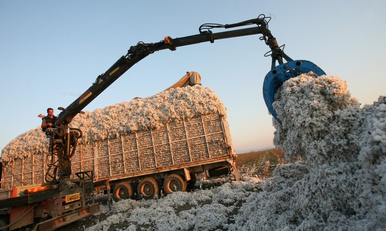 Εγκρίθηκαν 5 εκατ. ευρώ προκαταβολές σε βαμβακοπαραγωγούς
