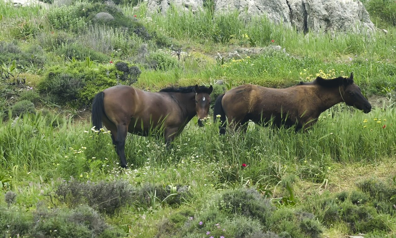Οργή στον κάμπο Λεπενούς: Πυροβόλησαν και σκότωσαν άγρια άλογα