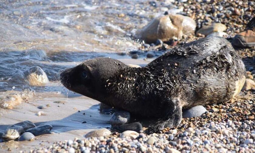 Σητεία: Νεογέννητη φώκια βγήκε στην παραλία Κουρεμένου