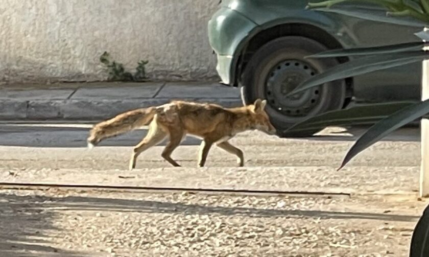 Αλεπού κυκλοφορεί στους δρόμους του δήμου Βάρης, Βούλας, Βουλιαγμένης