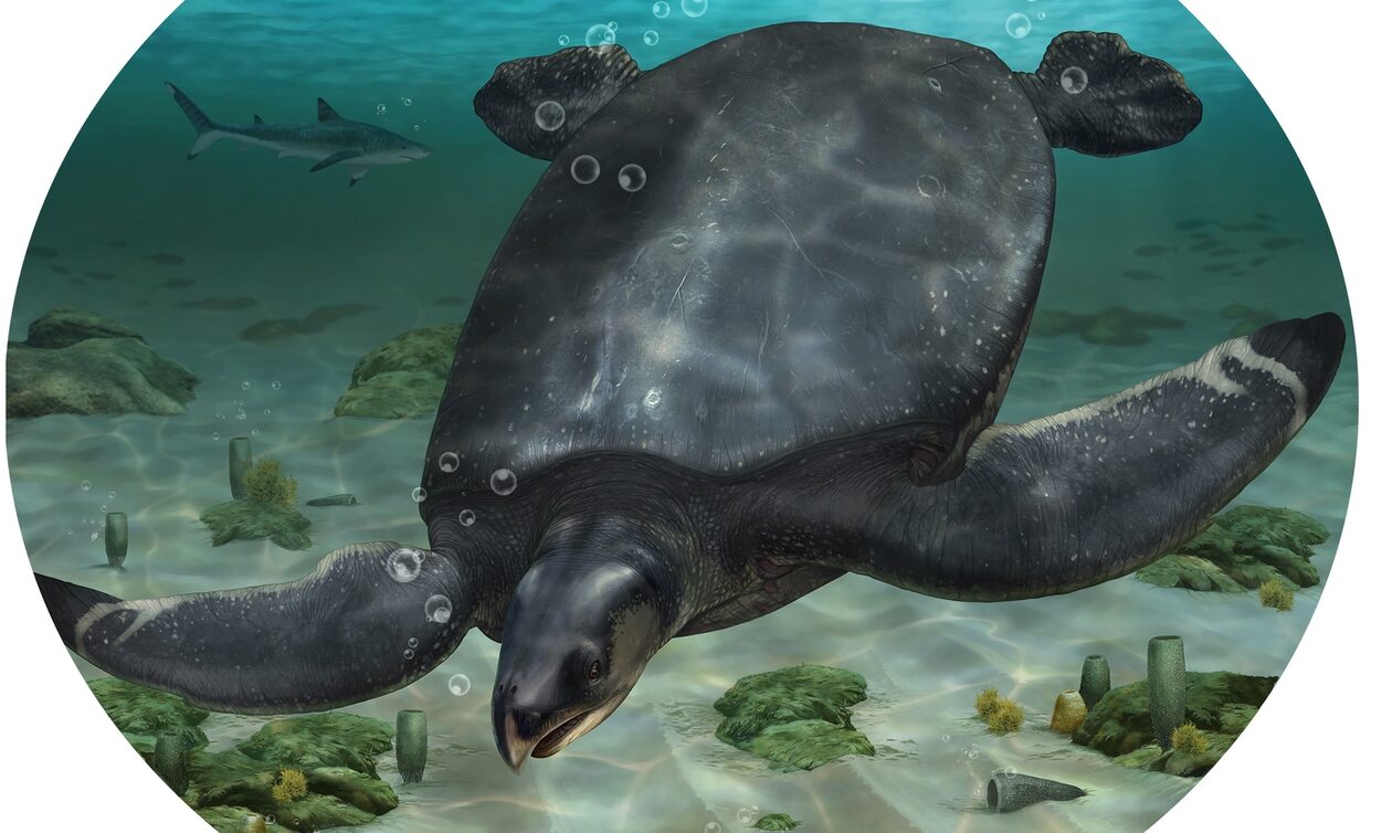 Ισπανία: Ανακαλύφθηκε απολίθωμα γιγάντιας αρχαίας θαλάσσιας χελώνας