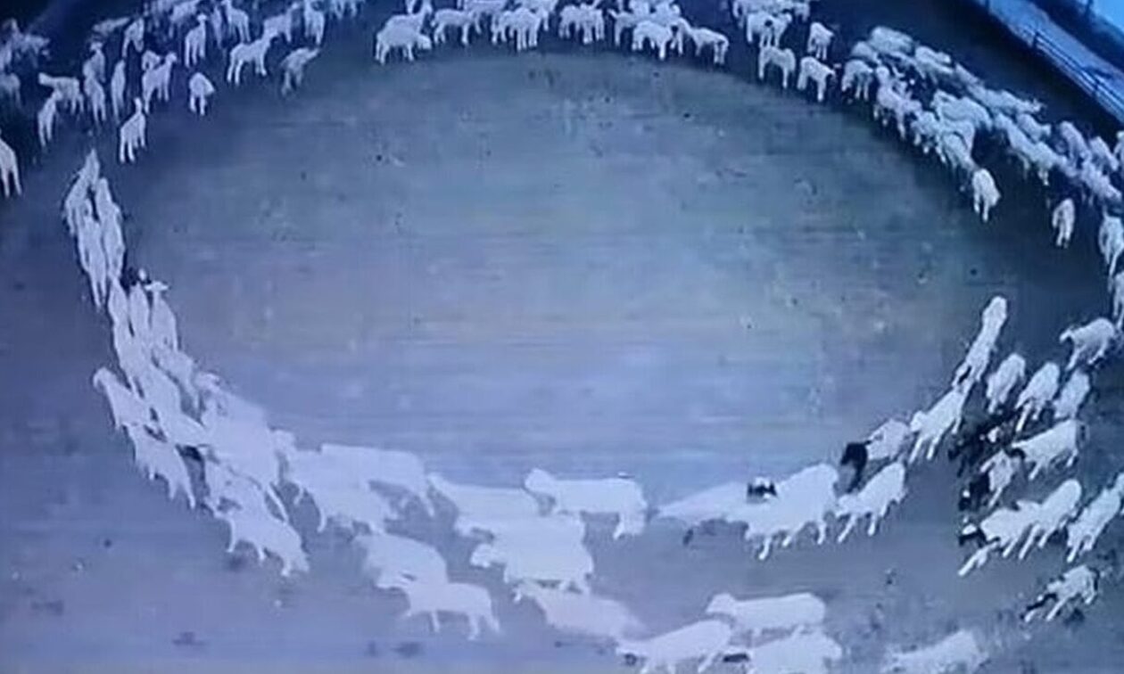 Κίνα: Λύθηκε το μυστήριο με τα πρόβατα που έκαναν κύκλους για μέρες