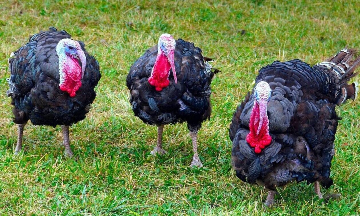 Βρετανία: Αποδεκατίστηκαν γαλοπούλες λόγω της γρίπης των πτηνών