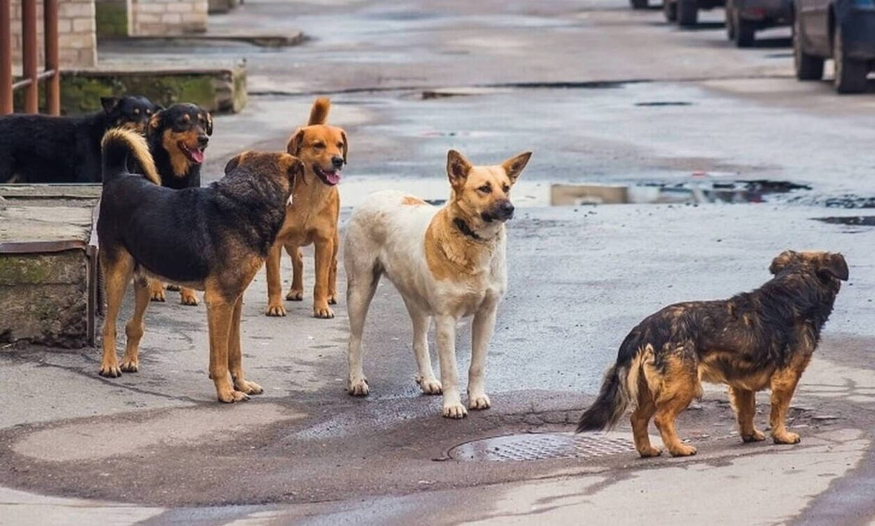 Ηλεία: Ζευγάρι έζησε τον «εφιάλτη» από επίθεση αδέσποτων σκύλων