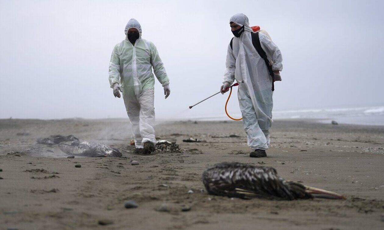 Περού: Πάνω από 20.000 θαλασσοπούλια νεκρά από τη γρίπη των πτηνών