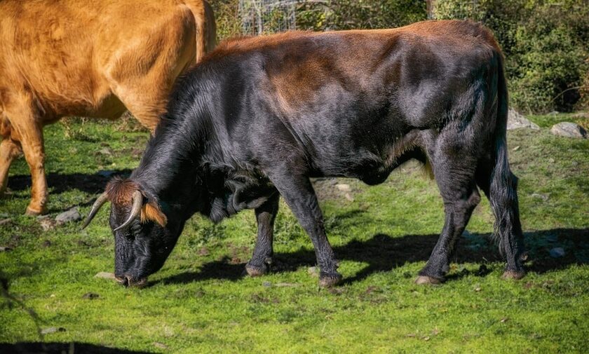 Γερμανία: «Φτερά» έκαναν 60 κοντέινερ με σπέρμα ταύρου