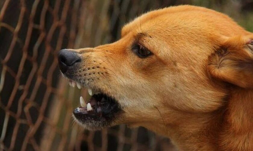 Λαμία: Επίθεση αδέσποτων σκυλιών σε περιπατητή