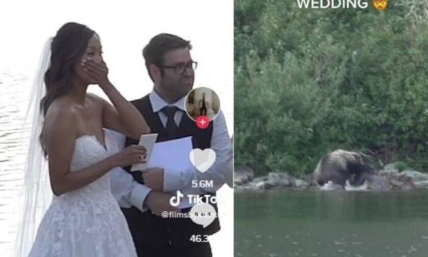Τραβούσαν βίντεο γάμου όταν αρκούδα «κατακρεούργησε» ελάφι
