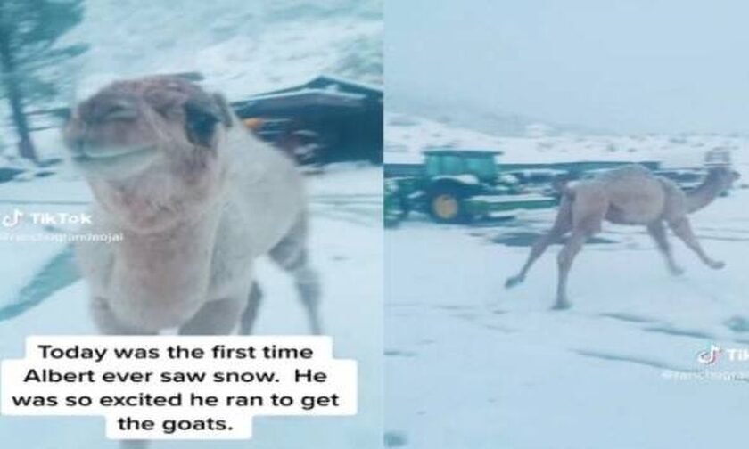 Καμήλα είδε πρώτη φορά χιόνι, ενθουσιάστηκε και άρχισε να χοροπηδάει