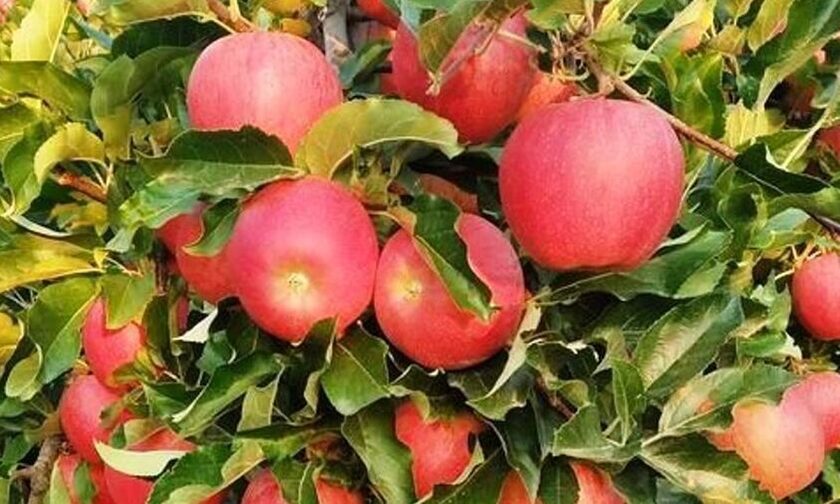 Βόλος: Τα μήλα «Ζαγορίν», θησαυρός του βορειανατολικού Πηλίου