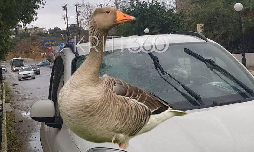 Χανιά: Τροχαίο πτηνό - Χήνα προσγειώθηκε σε παρμπρίζ αυτοκινήτου