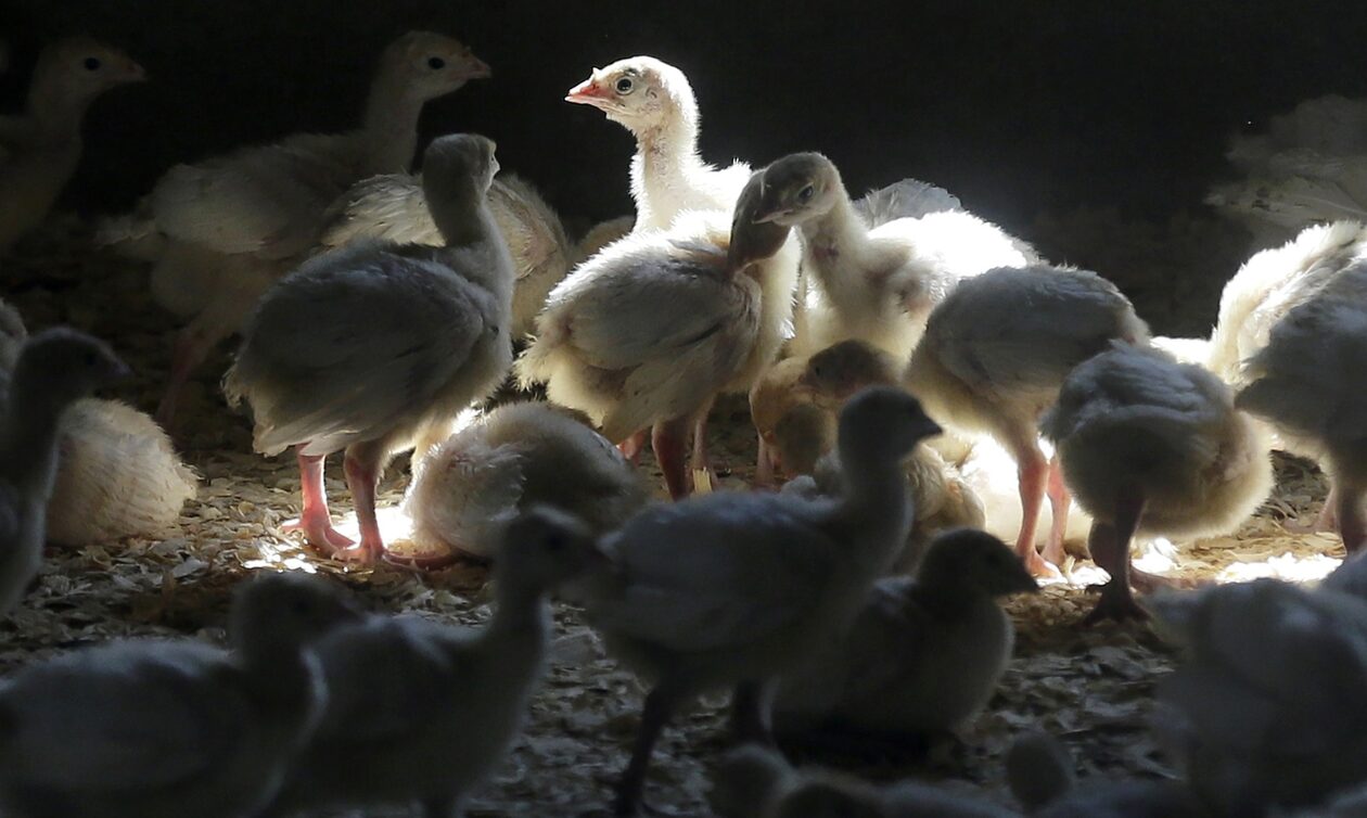 Η «πιο καταστροφική» γρίπη των πτηνών πλήττει την Ευρώπη
