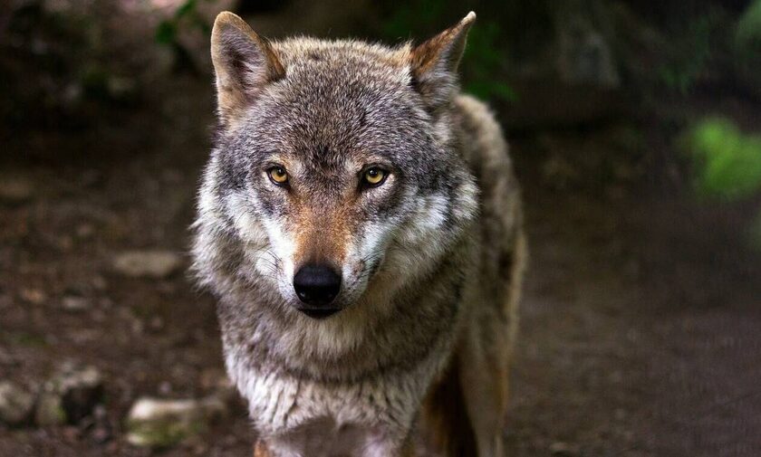 Εύβοια: Αγέλη λύκων καταβροχθίζει σκυλιά από αυλές σπιτιών