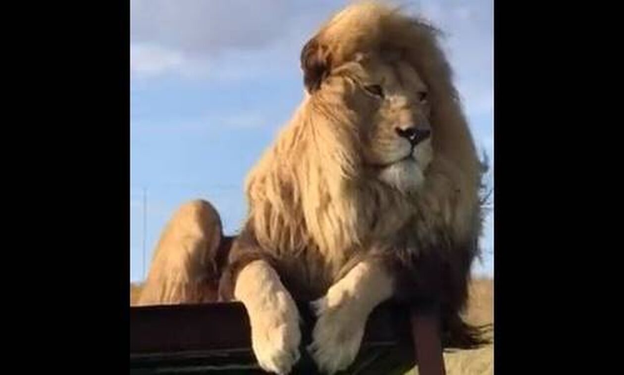 Το λιοντάρι στην Κένυα που βγήκε... από το κομμωτήριο