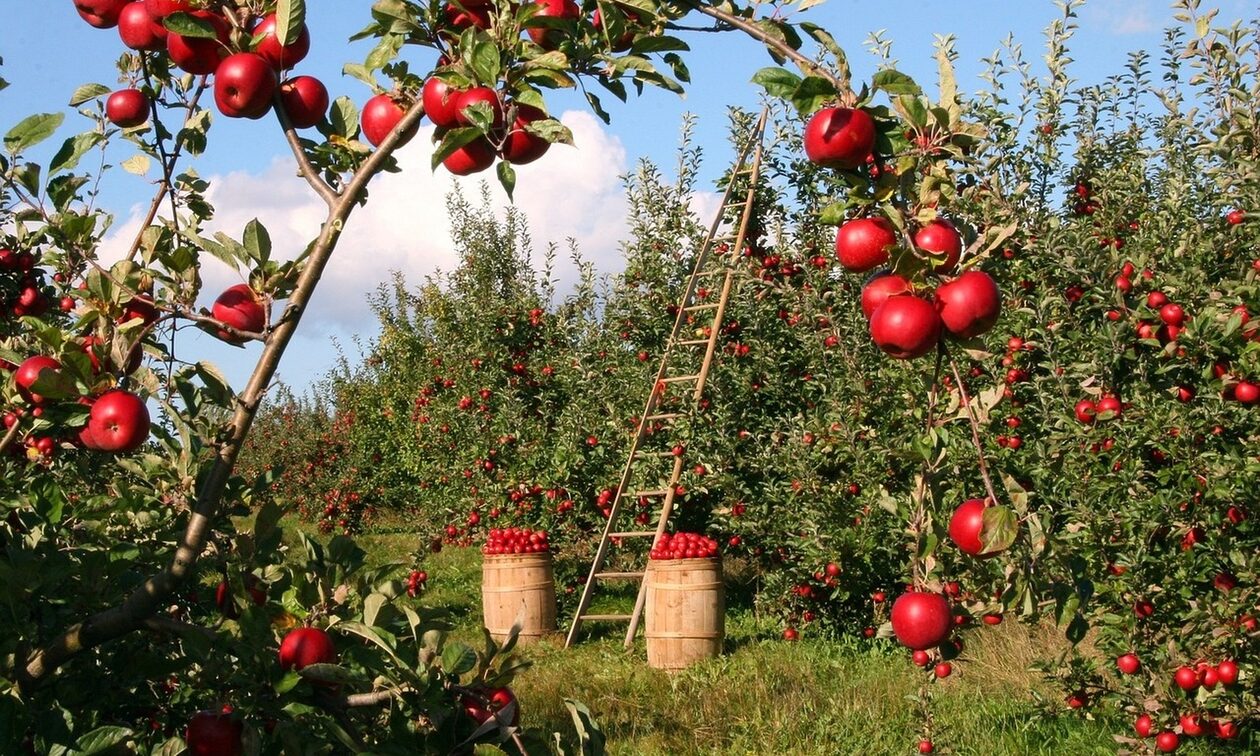 ΥΠΑΑΤ: Ενισχύσεις 300 ευρώ/στρέμμα σε μηλοκαλλιεργητές