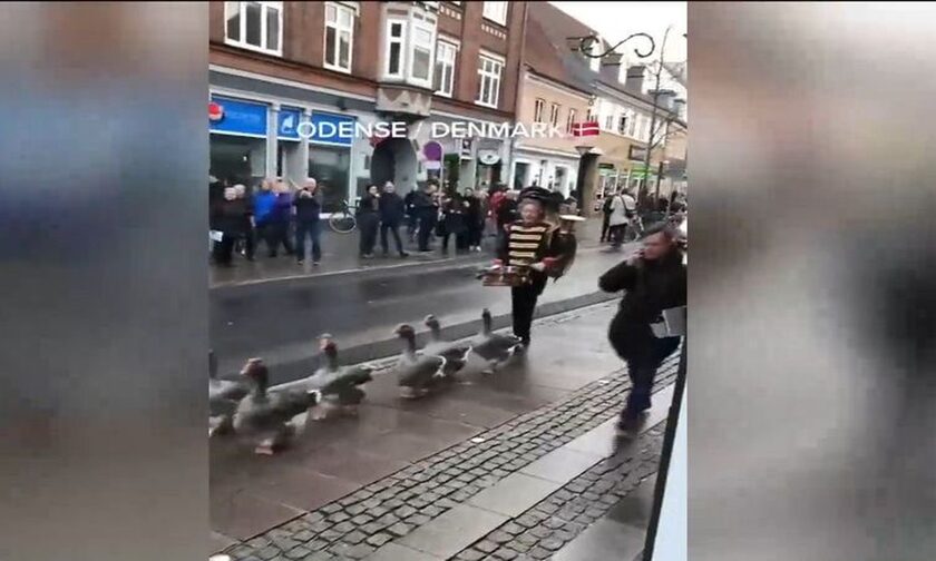 Δανία: Πάπιες κάνουν παρέλαση στους δρόμους της Όντενσε 