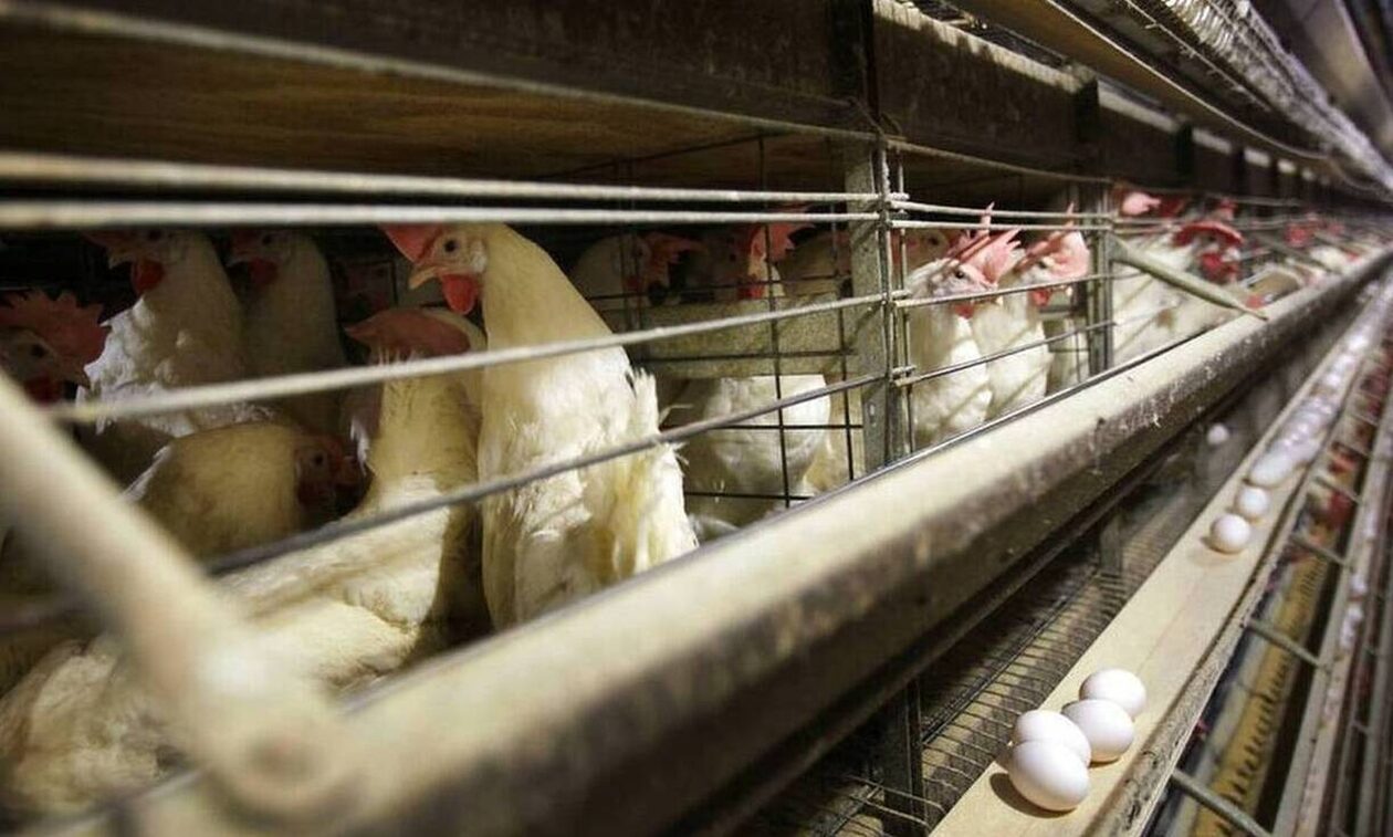 Τσεχία: Θανατώνουν 220.000 πουλερικά λόγω έξαρσης γρίπης των πτηνών