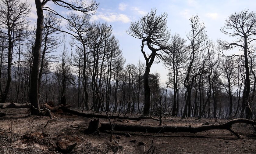 Εύβοια: Μεγάλη οικολογική ζημιά από τη πυρκαγιά στα Ψαχνά	