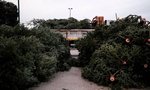 Θεσσαλονίκη: Θα ανακυκλωθούν πάνω από 2.500 χριστουγεννιάτικα δέντρα
