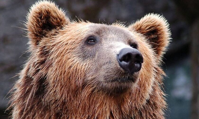 Θεσσαλονίκη: Θηλυκή αρκούδα νεκρή μετά από τροχαίο
