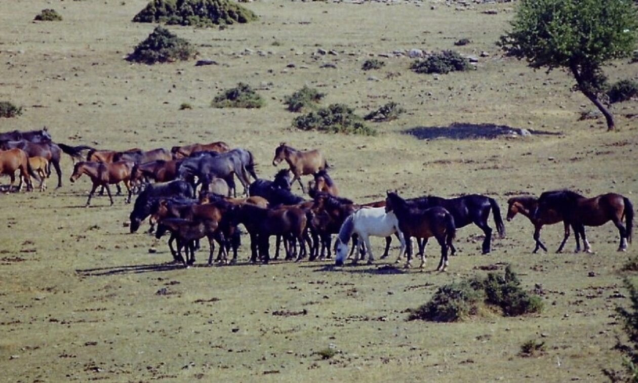 Κτηνωδία - Όρος Πεταλά:Άγνωστοι πυροβολούν και σκοτώνουν άλογα όταν κατεβαίνουν στον κάμπο