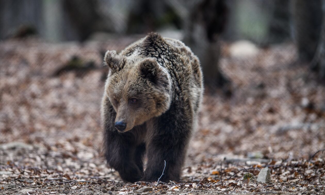 Νυμφαίο: Χειμέριος λήθαργος για τις αρκούδες παρά την καλοκαιρία