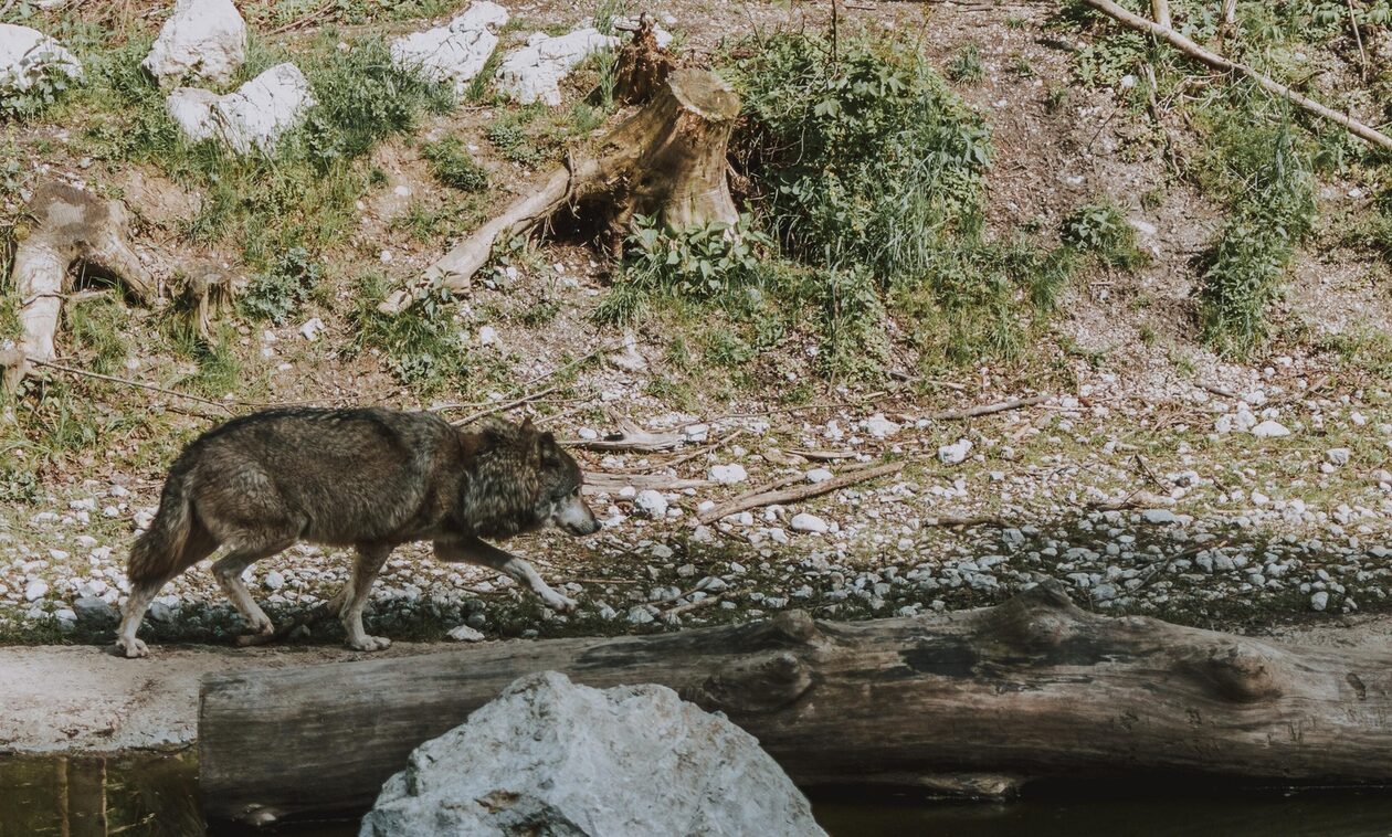 Μαγνησία: Εντοπίστηκε λύκος να κολυμπάει στον Παγασητικό