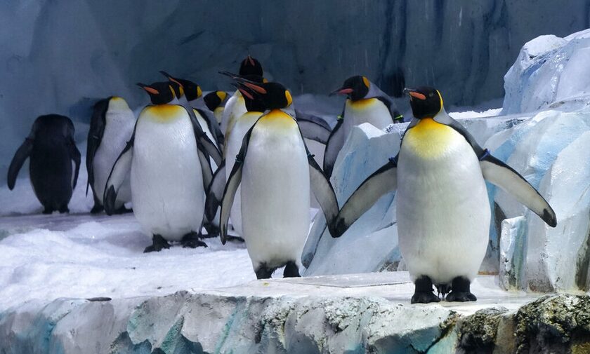 Nέα αποικία πιγκουίνων εντοπίστηκε στην Ανταρκτική