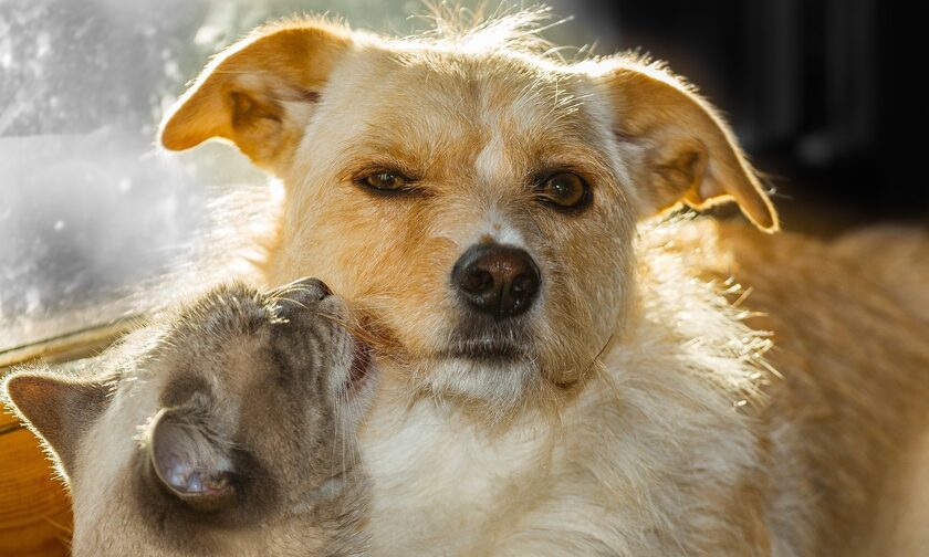 Κτηνωδία στο Ρέθυμνο: Σκότωσαν με φυτοφάρμακο γάτες και σκύλους