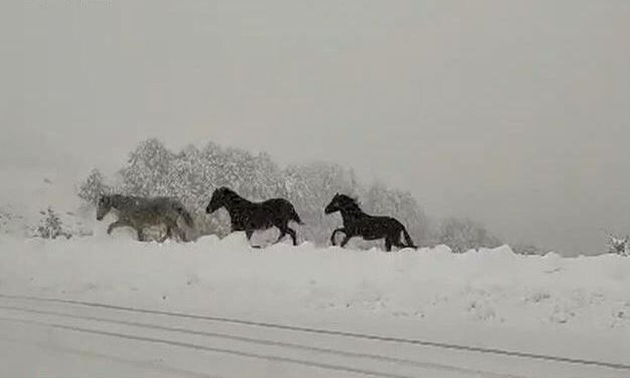 Έπεσαν τα πρώτα χιόνια στη Δυτική Μακεδονία - Δείτε εικόνες
