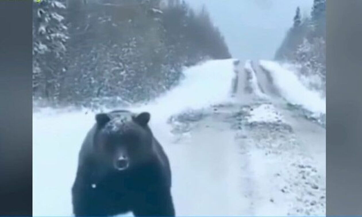Έλληνας υποστήριζε ότι είδε... αρκούδα και ανέβασε παλιά βίντεο από τη Βουλγαρία