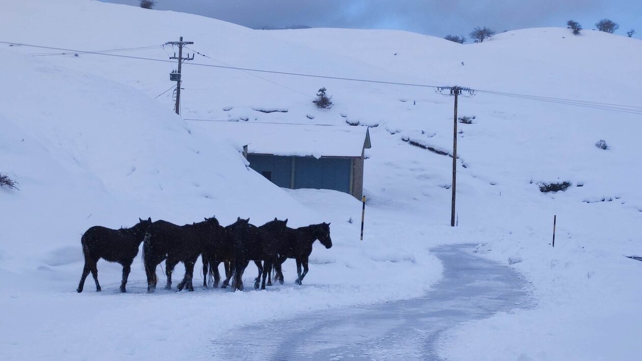 Άγρια άλογα δίνουν αγώνα επιβίωσης στη χιονισμένη Πίνδο - Εντυπωσιακές εικόνες