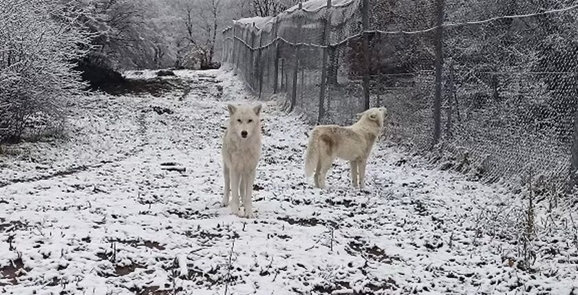 Νυμφαίο: Λύκοι αλυχτούν μέσα στο χιόνι - Εντυπωσιακές εικόνες