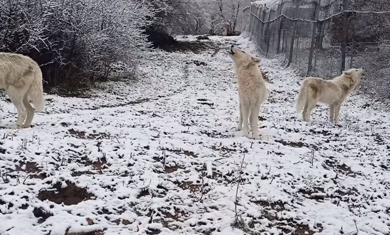 Μεγάλη «χαρά» προκάλεσαν τα χιόνια στους… λύκους