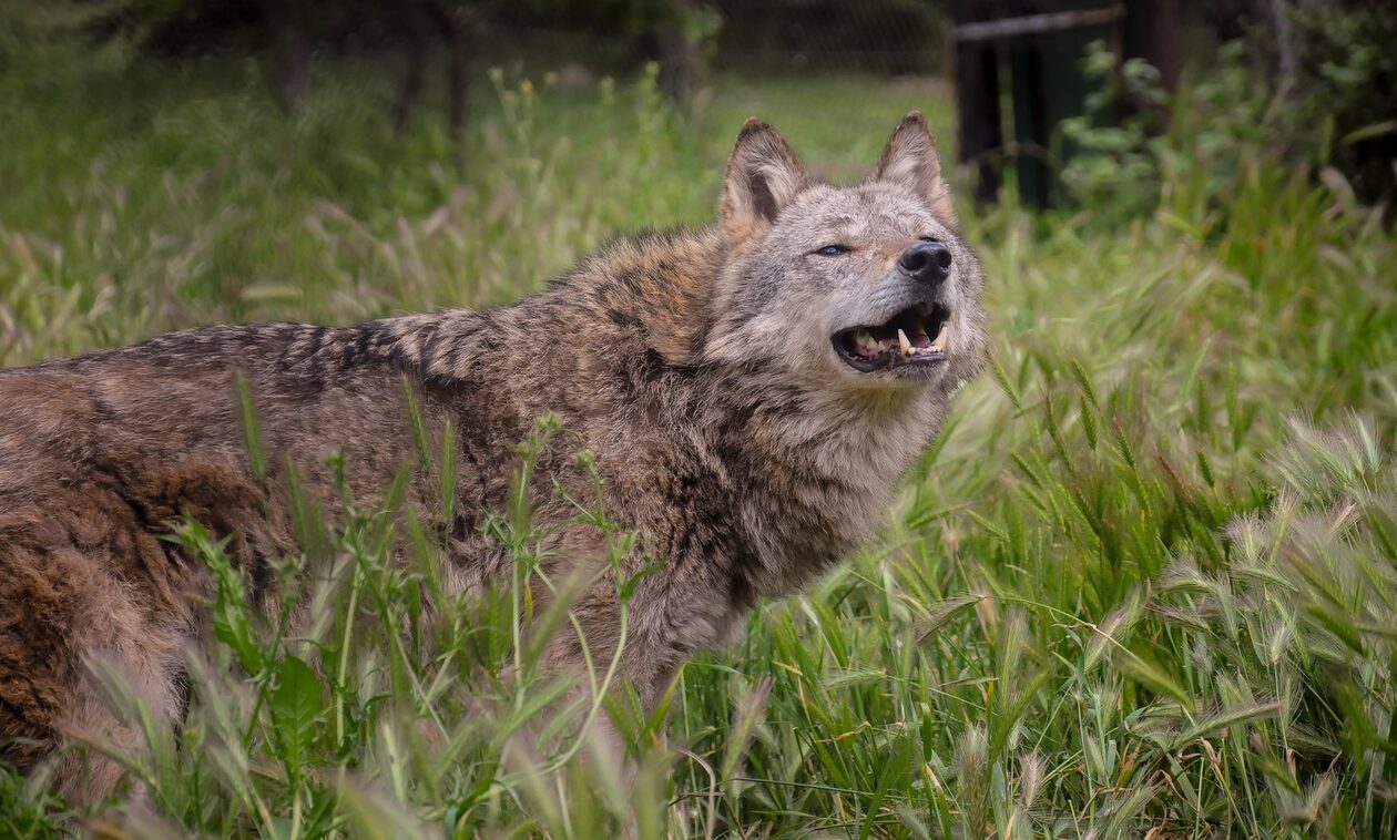 Θεσσαλονίκη: Πληθαίνουν οι επιθέσεις λύκων στα ορεινά - Κατασπάραξαν κυνηγόσκυλο