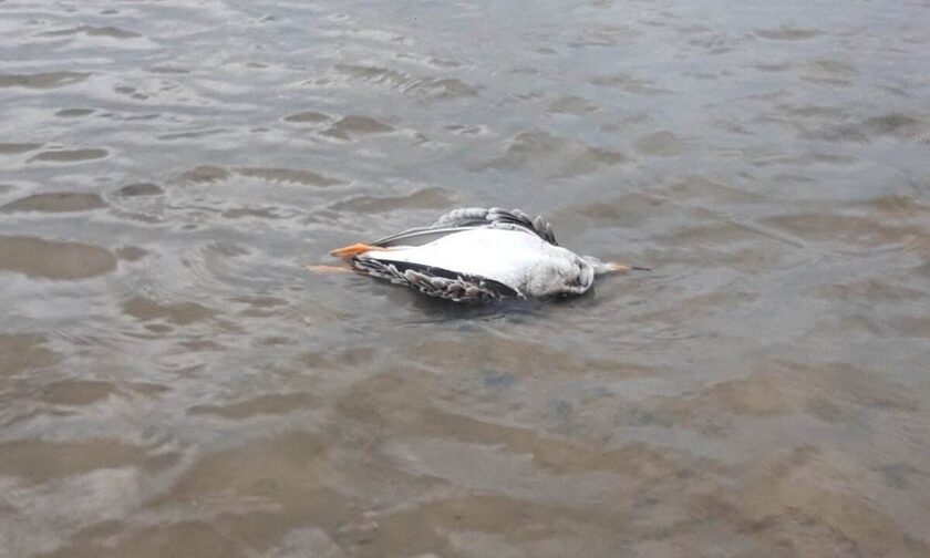 Κτηνωδία στο Μεσολόγγι: Πυροβόλησαν φλαμίνγκο και άλλα πτηνά στη Λιμνοθάλασσα