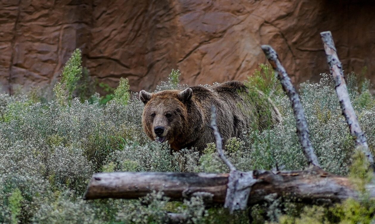 Αρκούδα: Έβγαλε πάνω από 400 selfie φωτογραφίες σε πάρκο