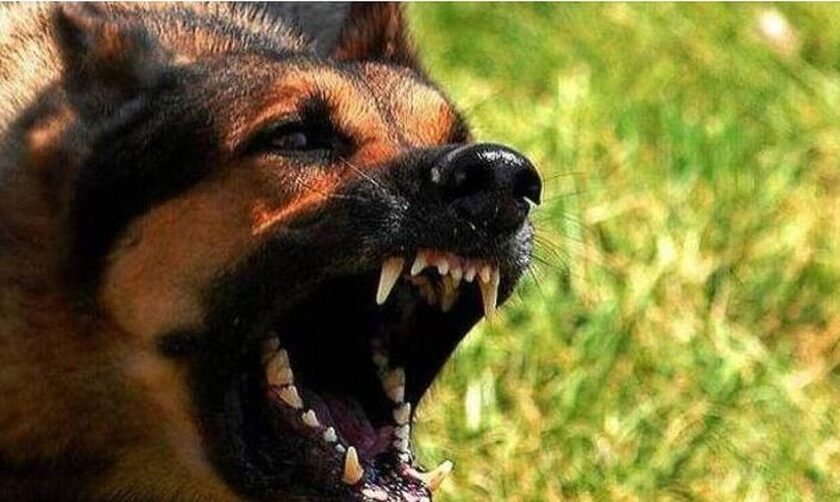 Αυξάνονται οι φονικές επιθέσεις σκύλων στη Βρετανία