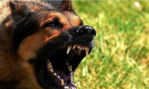 Βρετανία: 18 φονικές επιθέσεις σκύλων σε 3 χρόνια -«Λάθος άνθρωποι απέκτησαν λάθος ζώα στο lockdown»