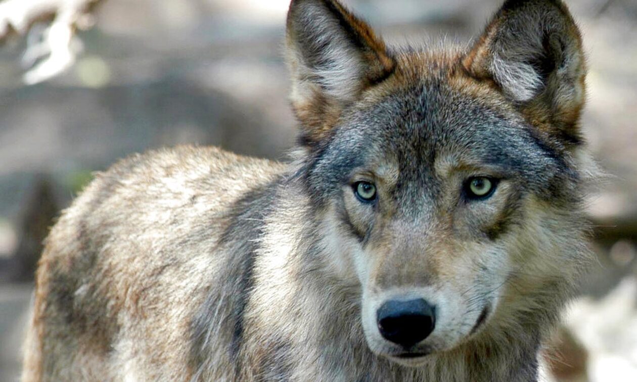 Σουηδία: Κυνηγοί σκότωσαν 54 λύκους στη μεγαλύτερη σφαγή της ιστορίας - Οργή των οικολόγων