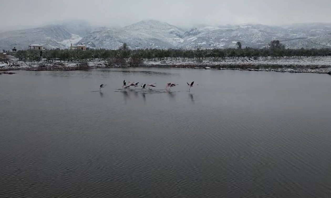 Κακοκαιρία Μπάρμπαρα: Τα χιόνια κάλυψαν την Στερεά Ελλάδα και έφτασαν μέχρι τα Flamingos