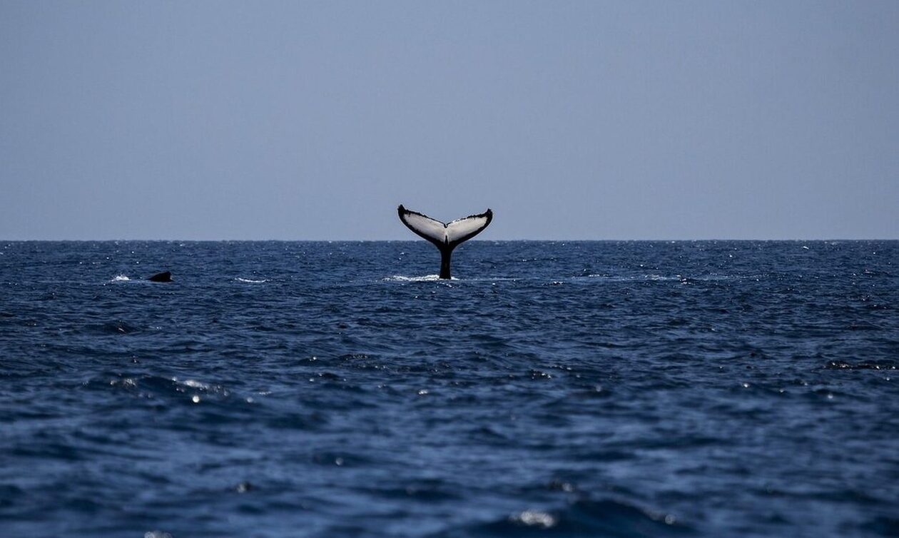 Κύπρος: Νεκρές φάλαινες ξεβράστηκαν σε ακτές- Πιθανή η σύνδεση με τους σεισμούς σε Τουρκία και Συρία
