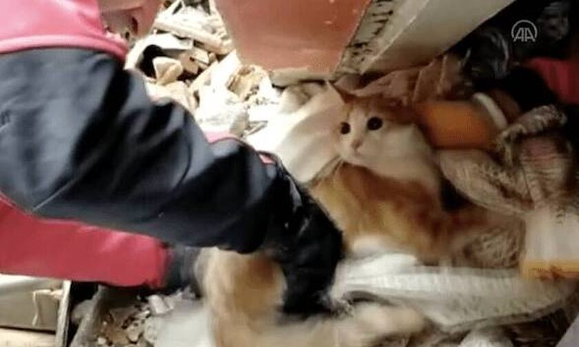 Τουρκία: Ο φοιτητής και η γάτα του ανασύρθηκαν από τα ερείπια - «Σώστε πρώτα το κατοικίδιο μου»