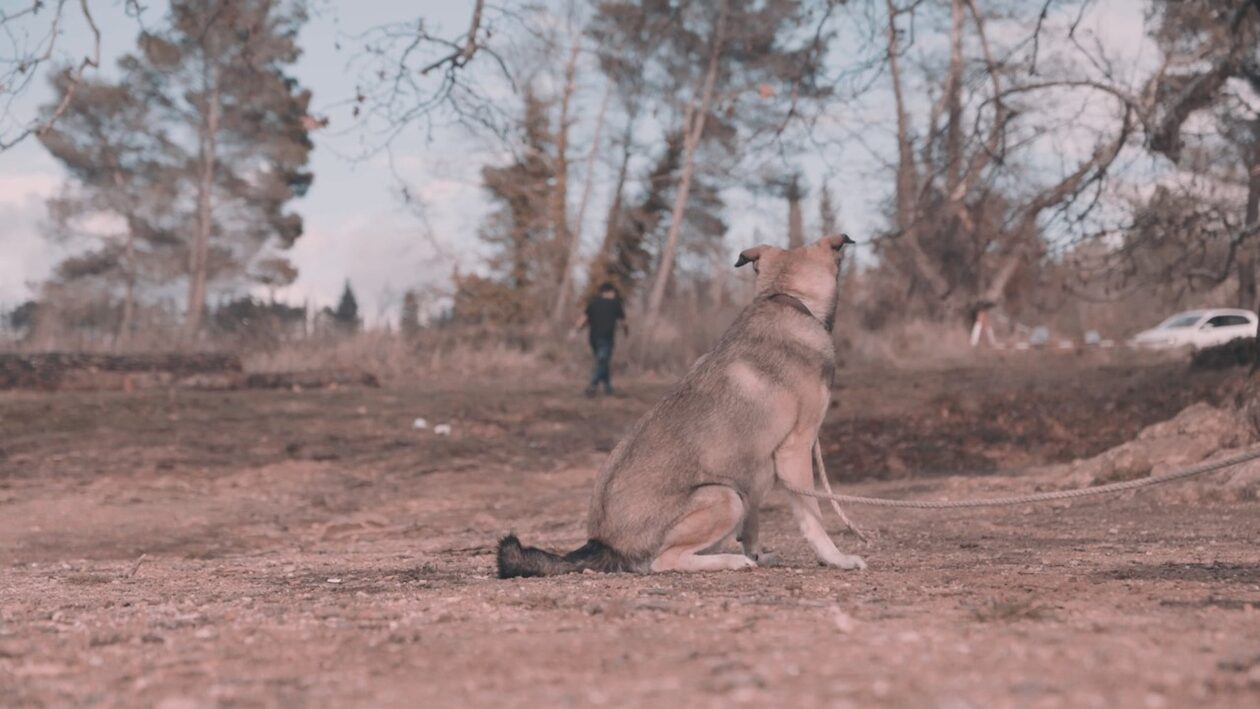 Συγκινεί το τραγούδι-μίνι ταινία του Σπύρου Μακρή για το θέμα της εγκατάλειψης ζώων