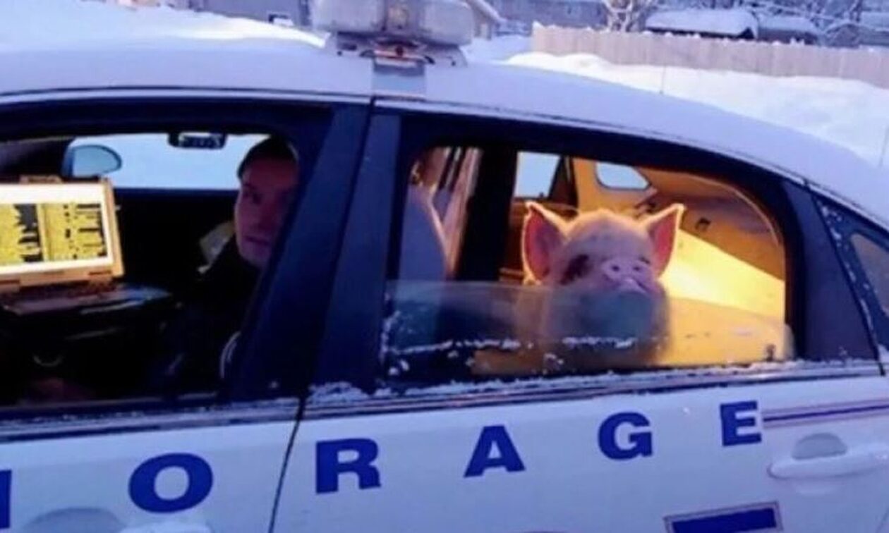 ΗΠΑ: Γουρούνι «δραπέτης» καθόταν στο... πίσω κάθισμα περιπολικού