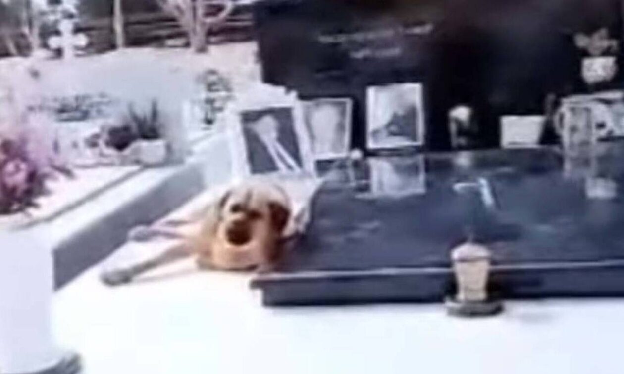 Συγκίνηση σε νεκροταφείο της Κρήτης: Σκυλί δεν λέει να φύγει από το μνήμα του αφεντικού του