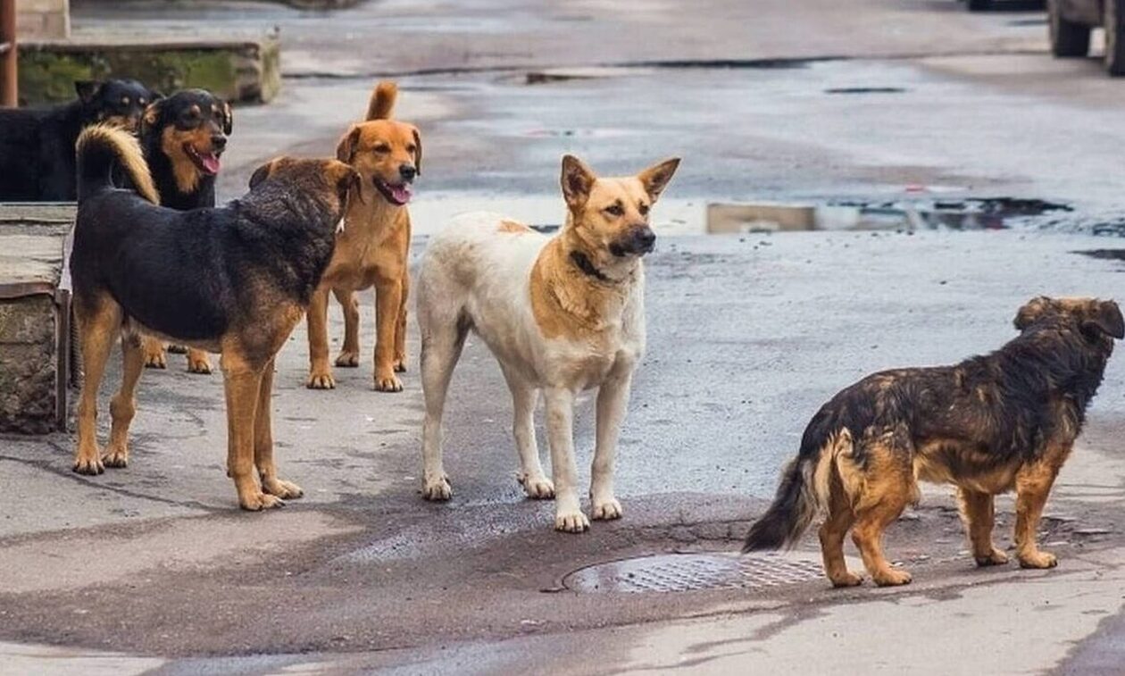 Αλμυρός Βόλου: 2.000 αδέσποτα σκυλιά - Δάγκωσαν μητέρα με παιδί