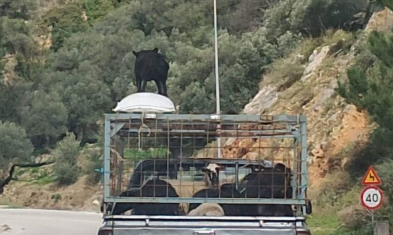 Κρήτη: Έβαλε το τσοπανόσκυλο στην οροφή του αγροτικού για να… φυλάει τα πρόβατα!